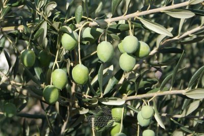 Brač – ostrov oliv