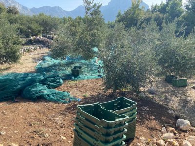Sběr oliv v Drveniku